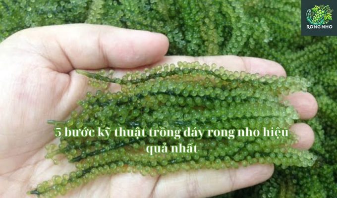 5 bước kỹ thuật trồng đáy rong nho hiệu quả nhất