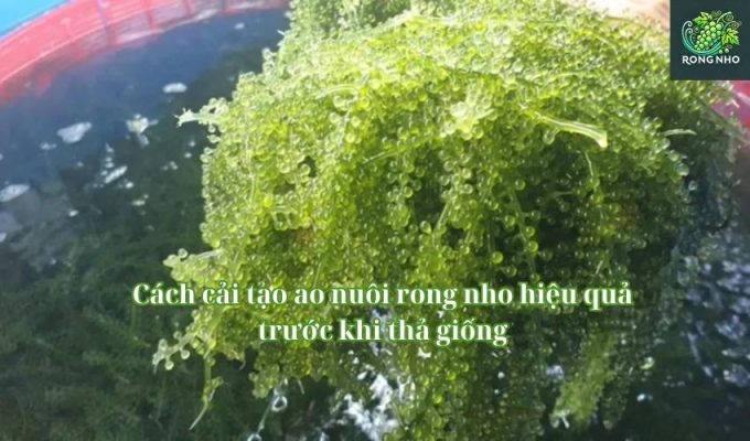 Cách cải tạo ao nuôi rong nho hiệu quả trước khi thả giống