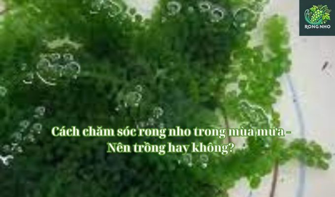 Cách chăm sóc rong nho trong mùa mưa - Nên trồng hay không?