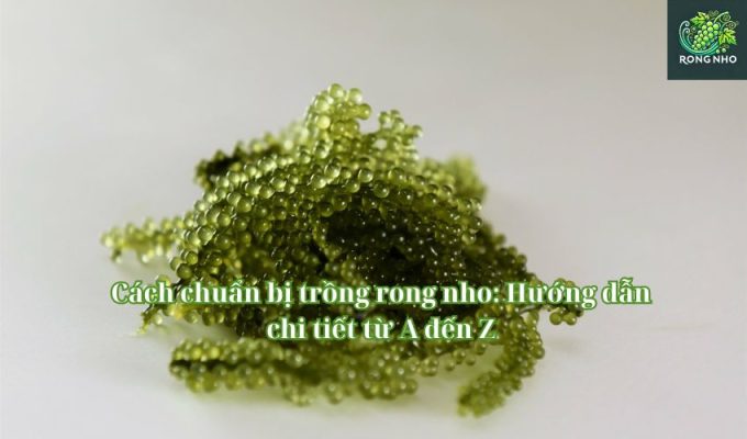 Cách chuẩn bị trồng rong nho: Hướng dẫn chi tiết từ A đến Z