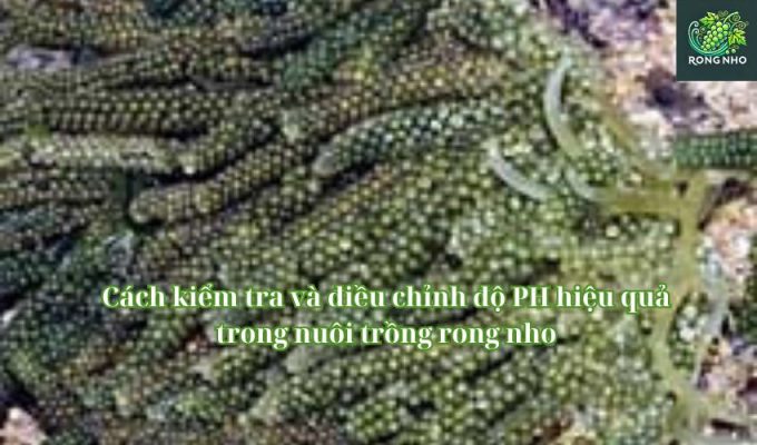 Cách kiểm tra và điều chỉnh độ PH hiệu quả trong nuôi trồng rong nho