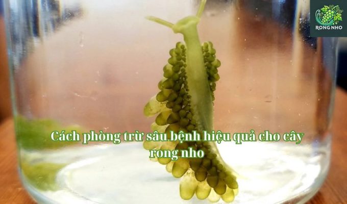 Cách phòng trừ sâu bệnh hiệu quả cho cây rong nho