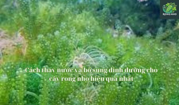 Cách thay nước và bổ sung dinh dưỡng cho cây rong nho hiệu quả nhất