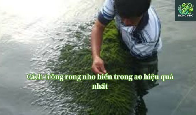 Cách trồng rong nho biển trong ao hiệu quả nhất