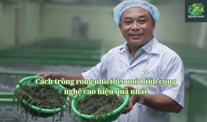 Cách trồng rong nho theo mô hình công nghệ cao hiệu quả nhất