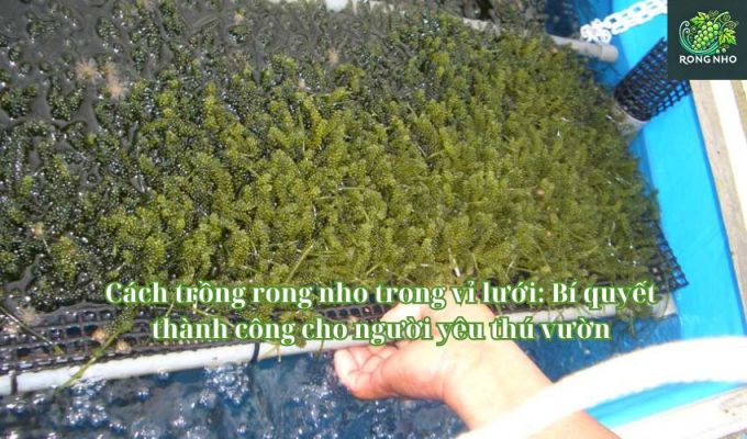 Cách trồng rong nho trong vỉ lưới: Bí quyết thành công cho người yêu thú vườn