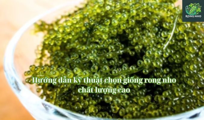 Hướng dẫn kỹ thuật chọn giống rong nho chất lượng cao