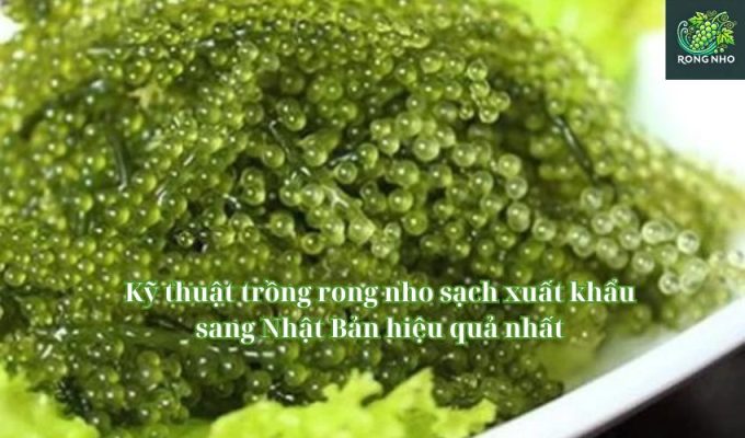 Kỹ thuật trồng rong nho sạch xuất khẩu sang Nhật Bản hiệu quả nhất