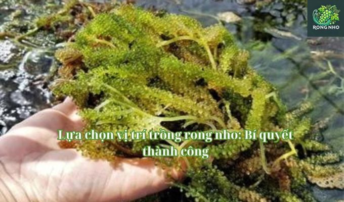 Lựa chọn vị trí trồng rong nho: Bí quyết thành công