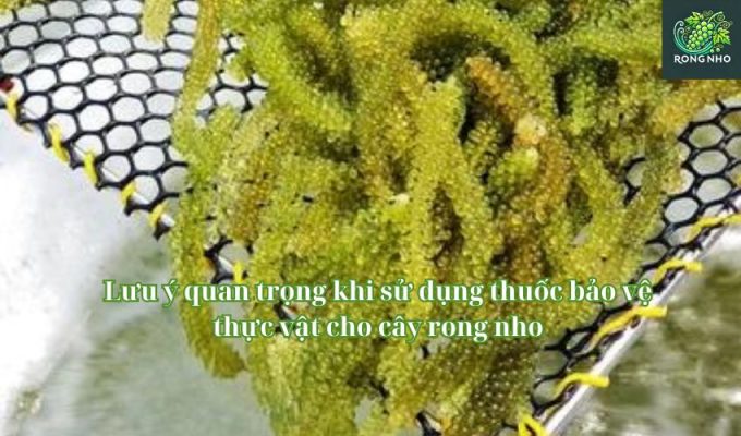 Lưu ý quan trọng khi sử dụng thuốc bảo vệ thực vật cho cây rong nho