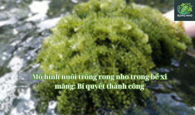 Mô hình nuôi trồng rong nho trong bể xi măng: Bí quyết thành công