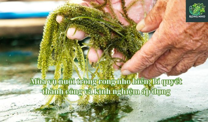 Mùa vụ nuôi trồng rong nho biển: Bí quyết thành công và kinh nghiệm áp dụng