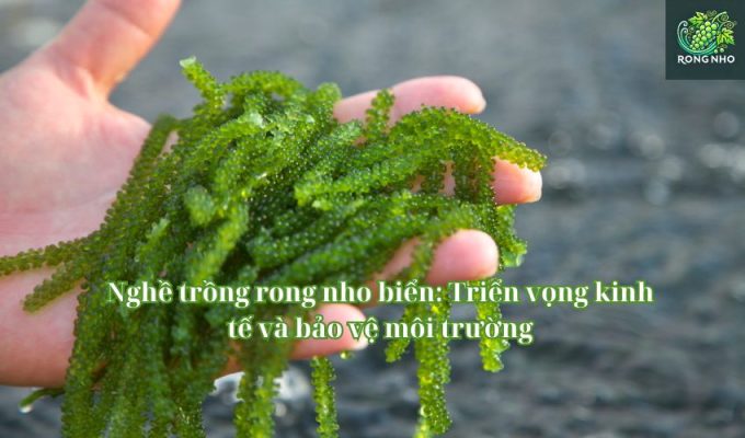 Nghề trồng rong nho biển: Triển vọng kinh tế và bảo vệ môi trường