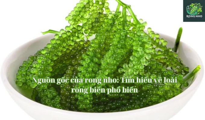 Nguồn gốc của rong nho: Tìm hiểu về loài rong biển phổ biến