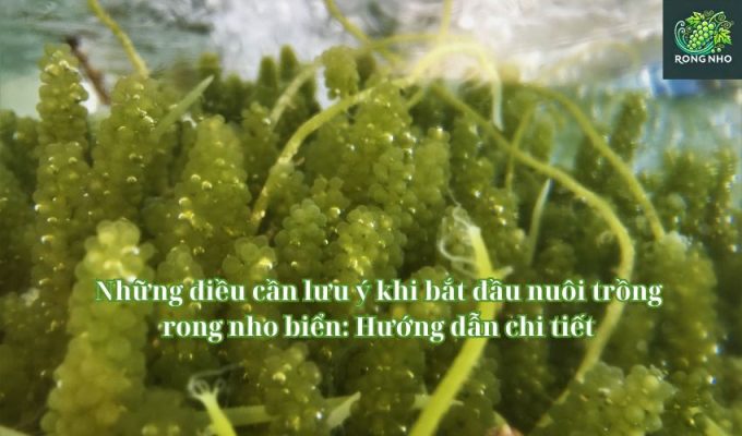 Những điều cần lưu ý khi bắt đầu nuôi trồng rong nho biển: Hướng dẫn chi tiết