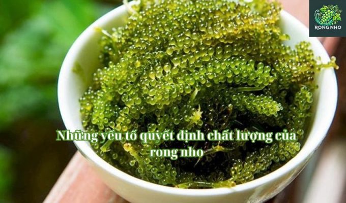 Những yếu tố quyết định chất lượng của rong nho