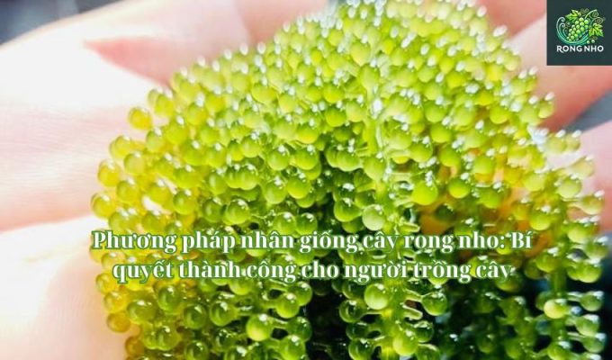 Phương pháp nhân giống cây rong nho: Bí quyết thành công cho người trồng cây