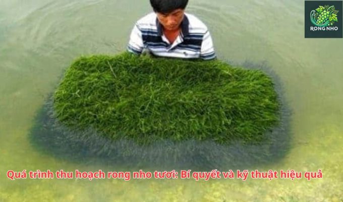 Quá trình thu hoạch rong nho tươi: Bí quyết và kỹ thuật hiệu quả