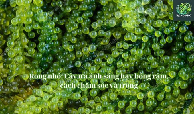 Rong nhỏ: Cây ưa ánh sáng hay bóng râm, cách chăm sóc và trồng