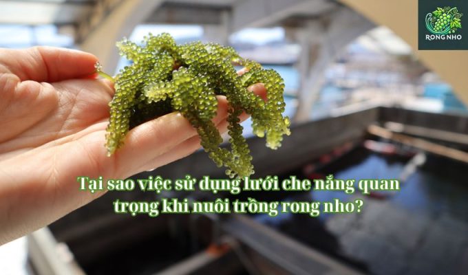 Tại sao việc sử dụng lưới che nắng quan trọng khi nuôi trồng rong nho?