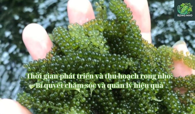 Thời gian phát triển và thu hoạch rong nho: Bí quyết chăm sóc và quản lý hiệu quả