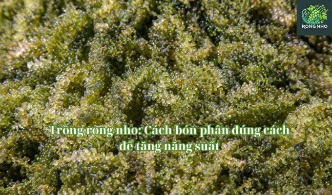 Trồng rong nho: Cách bón phân đúng cách để tăng năng suất